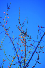 Pink flower blooms of the Japanese ume apricot tree, prunus mume