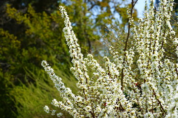 Branches of White flowers of Bush Cherry (Prunus Japonica)