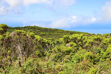 Fototapeta na wymiar Typical landscape, Sao Jorge island, Azores