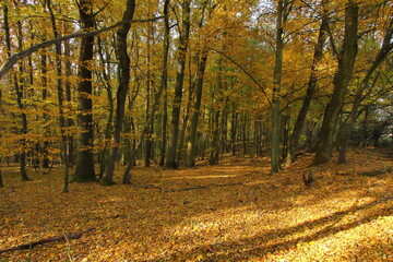 autumn view of the interior of the forest with fallen yellow leaves of linden and oak