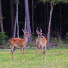 Doe telling a joke to a buck
