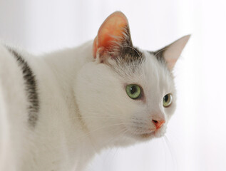Closeup portrait of young white cat with empty space for text