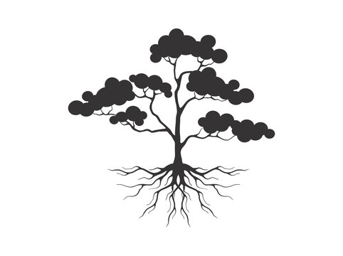 recommend clip art: acacia tree and roots vector
