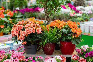 Begonia, azalea rhododendron and potted fern. Blossom flower decoration for home. Horizontal photography