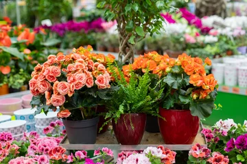 Cercles muraux Azalée Bégonia, azalée rhododendron et fougère en pot. Décoration florale en fleurs pour la maison. Photographie horizontale