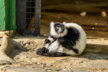 Black and white ruffed lemur in Jerez de la Frontera, Andalusia, Spain