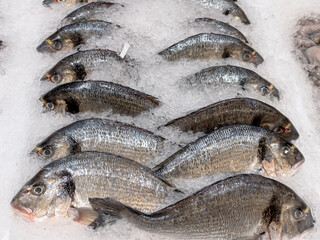 Sea bream fish on market