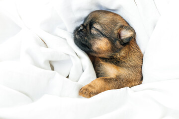 a sleeping newborn Brussels Griffon puppy of red color lies under a white blanket with closed eyes. High quality photo