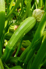 Zucchini blooms and grows on a bush in the open ground.  The cultivation of zucchini in greenhouses. Selective focus