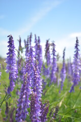 lavender field in region