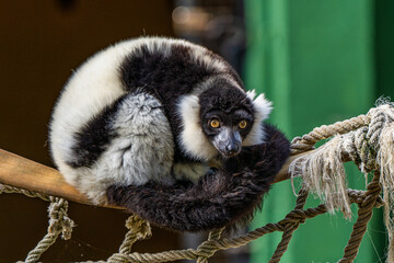 Black and white ruffed lemur in Jerez de la Frontera, Andalusia, Spain