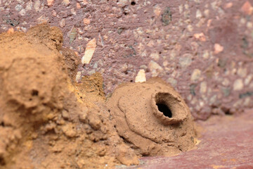Close up shot of the clay house of potter wasp down next to a stony wall