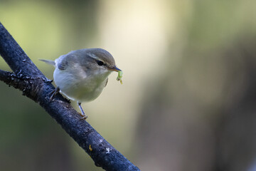 Greenish Warbler