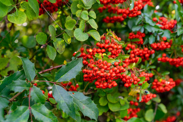  Red Currants hanging on a green bush.