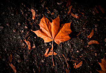 Single orange colourful dead fallen maple leaf in autumn resting on the dark tarmac.