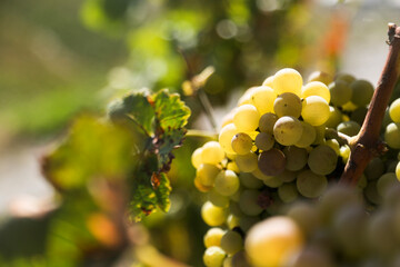 Ripe grapes in the vineyard