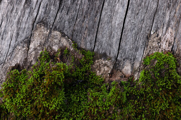 Beautiful tree bark with green moss as background, closeup