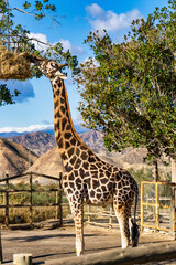 Giraffa, Giraffa camelopardalis in Tabernas desert, Andalusia, Spain