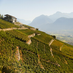 Fototapeta na wymiar Wine region. Switzerland, Lavaux