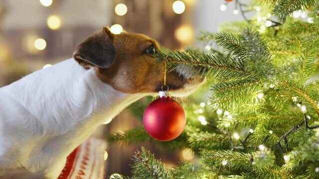 Merry Christmas mood. Dog Jack Russell Terrier sniffs with interest Christmas tree decorated snow falls with bright Christmas lights garlands, toys, glass red balls. Happy New Year. Noel. Family