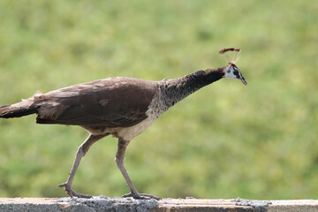Closeup shot of a bustard