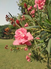 Pink oleander flowers in a garden. 