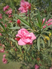 An oleander tree in a garden. 