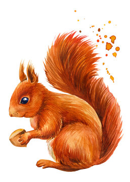 Cartoon Red Squirrel Images – Browse 6,806 Stock Photos, Vectors, and Video  | Adobe Stock