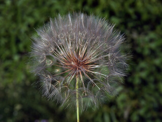 Closeup of Dandelion head on black background