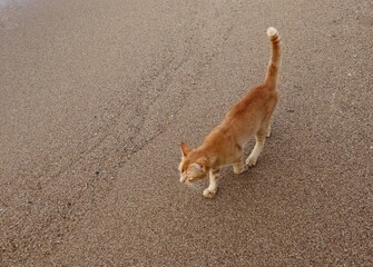 cat on the beach