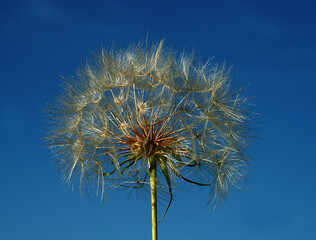 Obraz premium Closeup of Dandelion head on black background