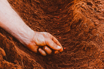 In this photo illustration sowing corn in the ground. Agriculture is one of the main bases of the...