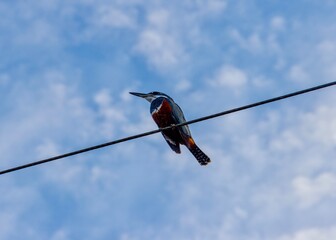 Bird