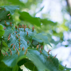 Lime leaves affected Linden gall mite Eriophyes tiliae. High quality photo