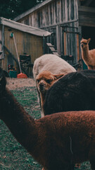 Vertical selective focus of llamas at the farm