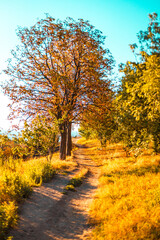 Autumn landscape with trees and sun. Beautiful foliage in the park. Falling leaves natural background. Sunny day, warm weather.
