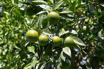 Bitter orange (Turunç) that has not yet turned yellow. Bitter orange is the fruit of the evergreen...