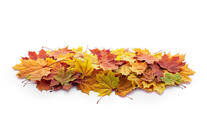 The pile of autumn leaves on the white background.