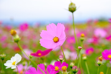 コスモス（宮崎県生駒高原）