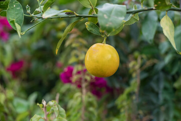 Orange hanging on the branch, vitamin C store