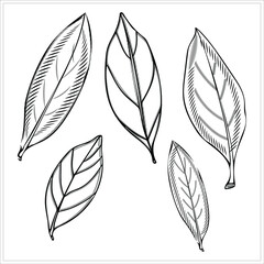 Vector illustration of a branch of a tea tree. Image on a white background.Stil' gravyury.