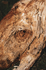 Autumn nature, oak tree