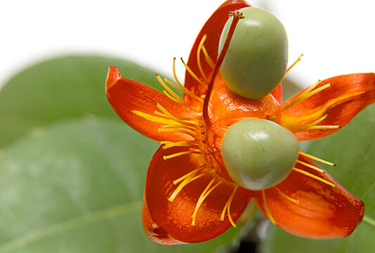 Ochna serrulata,  Mickey mouse plant flowers
