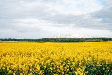 Fototapeta na wymiar Wide rapeseed field, in the distance a forest and a village. Rural summer landscape (1094)