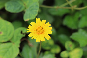 portrait view of small yellow flower in garden