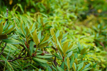 Grass and plants in the caucasus mountains