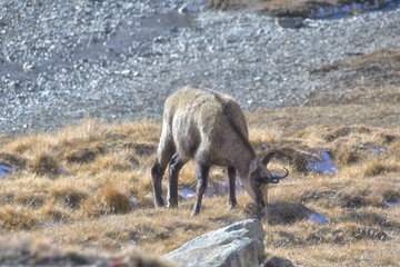 The chamois in the Gran Paradiso park