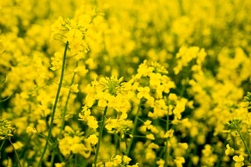 Bright yellow rapeseed flowers. Macro photography. Summer rural landscape. Flower background (1096)