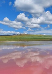 landscape with lake.Pink salt lake,forest-steppe.Mineral salts and limestone gave such an unusual color.The reflection of clouds in the water, a forest on the horizon, a herd of grazing cows.Exotic.