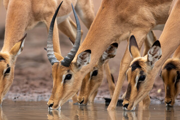 Herd of antelopes drinking water from a lake